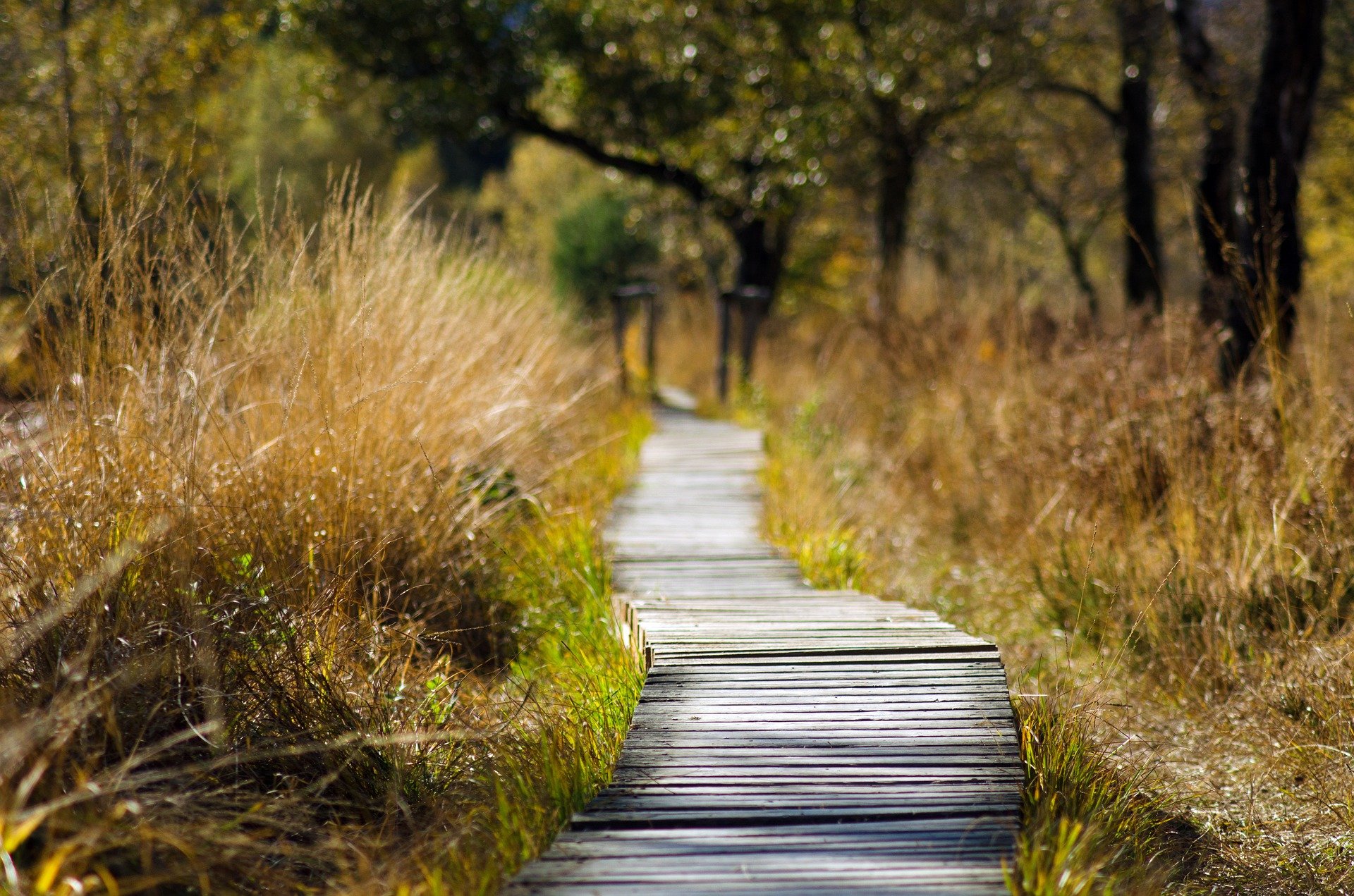 un chemin avec des planches en bois au milieu des herbes dans la nature