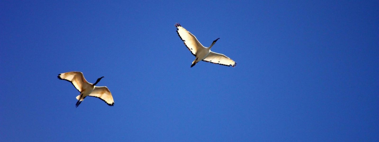 deux oiseaux en vol sur fond de ciel bleu